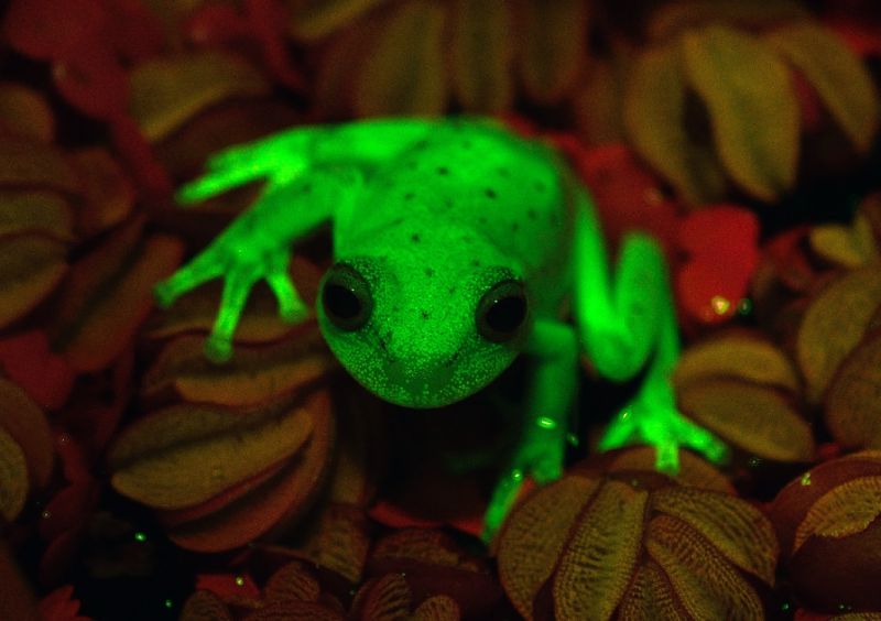 firstfluorescentfrogfoundinargentina
